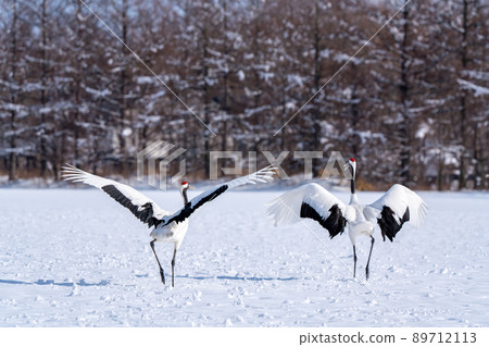 [Hokkaido] Red-crowned crane courtship dance 89712113