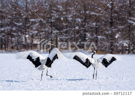 [Hokkaido] Red-crowned crane courtship dance 89712117