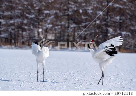 [Hokkaido] Red-crowned crane courtship dance 89712118