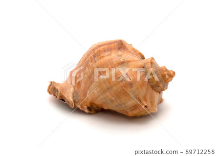 Seashell on white background Seashell on white background 89712258