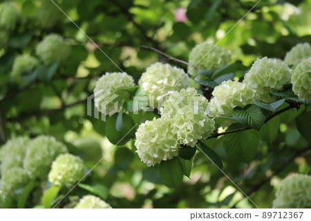 淡黃綠色的年輕 Odemari 花景觀 淡黃綠色的年輕 Odemari 花景觀 89712367