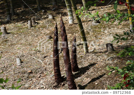 山林中的風景,三根竹筍長得很長 山林中的風景,三根竹筍長得很長 89712368