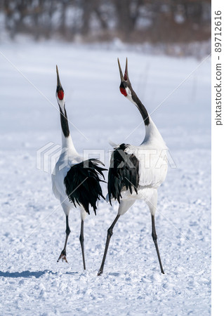 [北海道]丹頂鶴唱歌 89712616