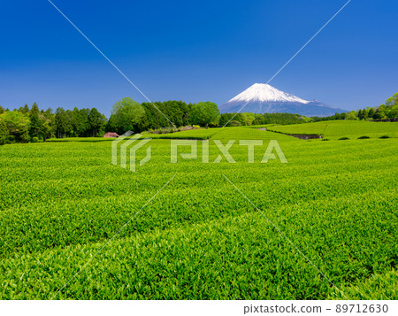 Shizuoka Obuchi_ Superb view of Mt. Fuji and tea plantations 89712630
