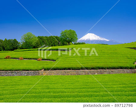 靜岡小淵_富士山和茶園的壯麗景色 靜岡小淵_富士山和茶園的壯麗景色 89712798