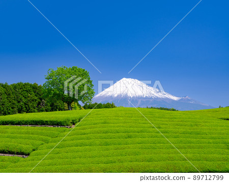 靜岡小淵_富士山和茶園的壯麗景色 靜岡小淵_富士山和茶園的壯麗景色 89712799
