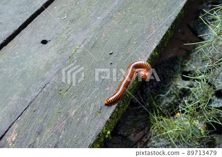 A millipede animal walking on the wood floor of the garden. A millipede animal walking on the wood floor of the garden. 89713479