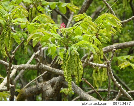 Onigurumi 粉紅色的雌花開始開花 89713487