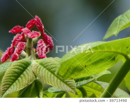 Onigurumi的紅色花朵在鮮綠色的葉子中閃耀 Onigurumi的紅色花朵在鮮綠色的葉子中閃耀 89713498
