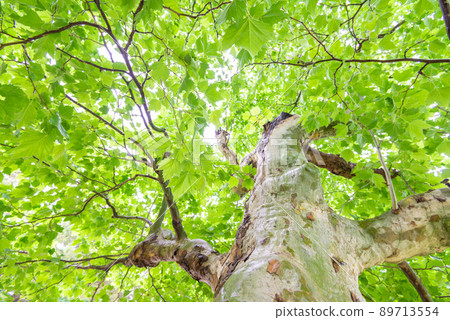 年輕葉子的圖像 89713554