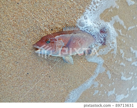 Asian sheepshead wrasse on the beach. When I caught it, the needle came off and I was on the beach. 89713631