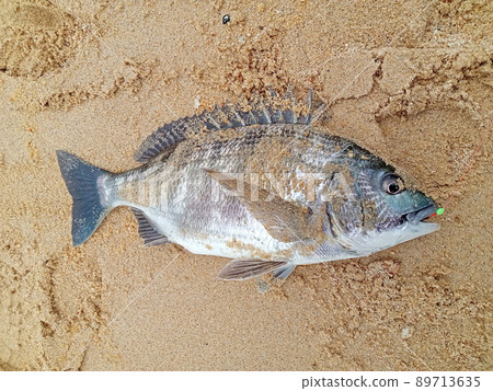 海灘上的黑鯛。滿是沙子,你可以抓到 海灘上的黑鯛。滿是沙子,你可以抓到 89713635