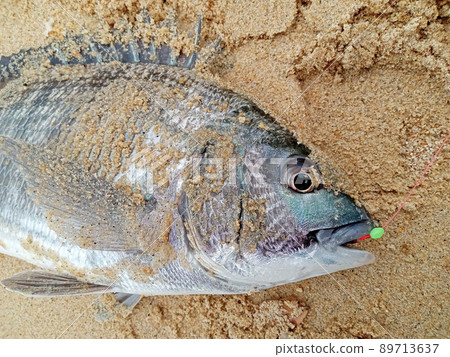 海灘上黑鯛的臉和上半身。滿是沙子,你可以抓到 海灘上黑鯛的臉和上半身。滿是沙子,你可以抓到 89713637