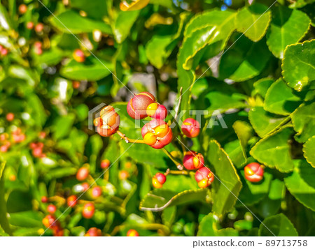 深秋成熟的紅色果實 89713758