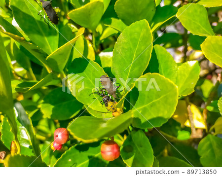 奇怪的昆蟲蜂擁在樹籬的葉子上 89713850