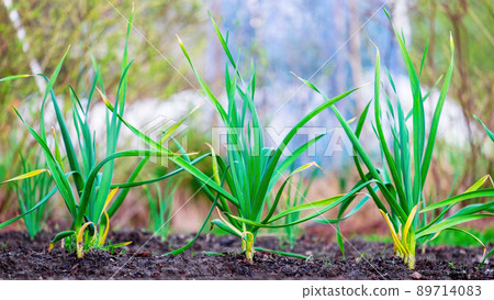 Garlic. Young green garlic sprouts in spring in the garden beds on the plot Garlic. Young green garlic sprouts in spring in the garden beds on the plot 89714083