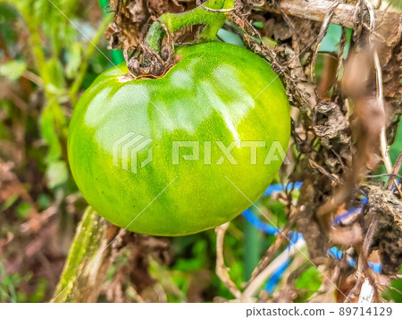 The last tomato of the year 89714129