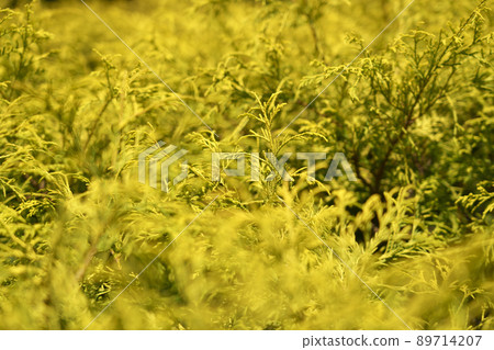 Utsubo Park in fine weather, fresh green season (May 2022) 89714207