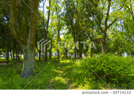 Utsubo Park in fine weather, fresh green season (May 2022) 89714210