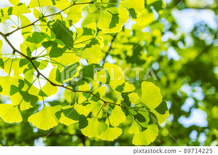 晴好時節,綠意盎然的宇坪公園(2022年5月) 晴好時節,綠意盎然的宇坪公園(2022年5月) 89714225