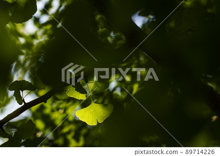 Utsubo Park in fine weather, fresh green season (May 2022) Utsubo Park in fine weather, fresh green season (May 2022) 89714226