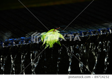 Leaves in the water Leaves in the water 89714232