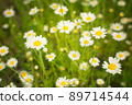 Crop view of the blooming bright daisies, camomilles field in spring. Selective focus. 89714544