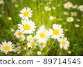 Crop view of the blooming bright daisies, camomilles field in spring. Selective focus. 89714545