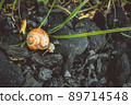 Cute Snail Is Walking On The Coals 89714548