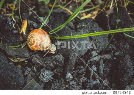 Cute Snail Is Walking On The Coals Cute Snail Is Walking On The Coals 89714548