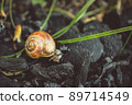 Cute Snail Is Walking On The Coals 89714549