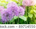 Wild onion Allium blooming purple flowering plant, flowers in bloom in ball shape. Selective focus 89714550