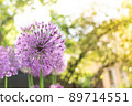 Wild onion Allium blooming purple flowering plant, flowers in bloom in ball shape. Selective focus 89714551