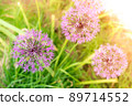Wild onion Allium blooming purple flowering plant, flowers in bloom in ball shape. Selective focus 89714552