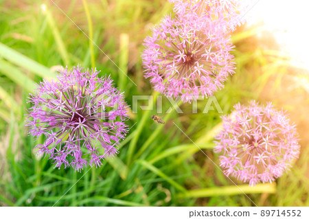 Wild onion Allium blooming purple flowering plant, flowers in bloom in ball shape. Selective focus Wild onion Allium blooming purple flowering plant, flowers in bloom in ball shape. Selective focus 89714552