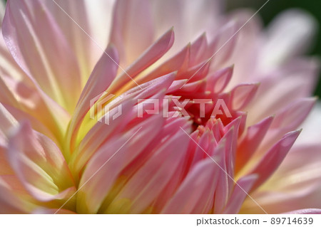 Colorful large flower Colorful large flower 89714639