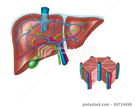Liver anatomy 89714898