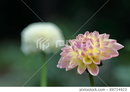 五顏六色的大花 89714923