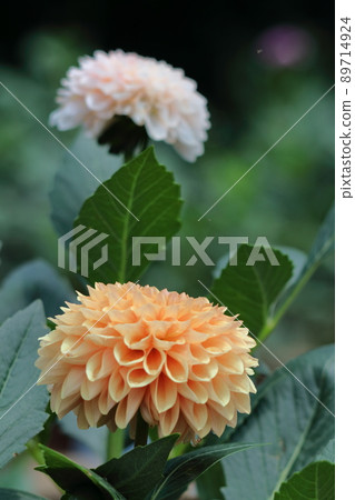 五顏六色的大花 五顏六色的大花 89714924