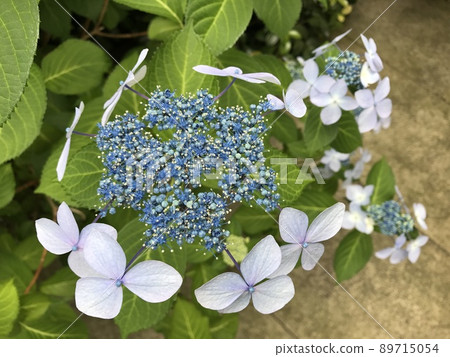 我在城裡看到的繡球花 89715054