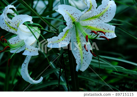 百合之王 89715115