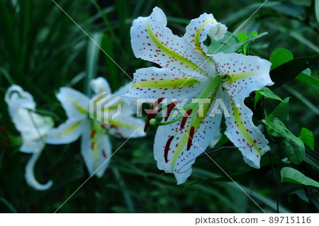 King of lilies 89715116