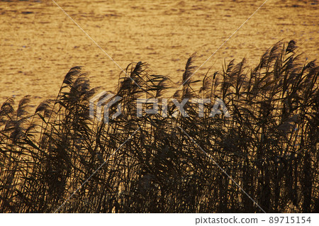 深秋的燈光把水面照得金光閃閃,蘆葦的耳朵被風吹得憂傷。 深秋的燈光把水面照得金光閃閃,蘆葦的耳朵被風吹得憂傷。 89715154