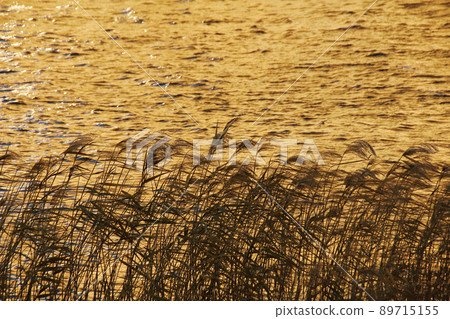秋風吹拂著金色的水面和河床的蘆葦,忙碌地搖曳著。 秋風吹拂著金色的水面和河床的蘆葦,忙碌地搖曳著。 89715155