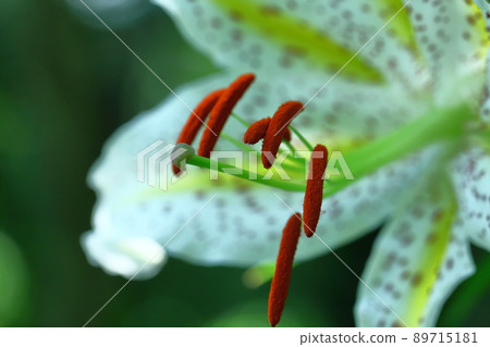 百合之王 89715181