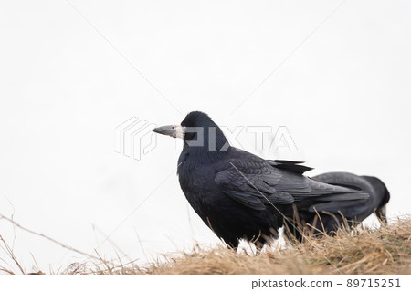 Rook ,Corvus frugilegus. Nice Rook foto on snow.. Rook ,Corvus frugilegus. Nice Rook foto on snow.. 89715251