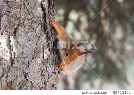 Red squirrel sitting on a tree branch in winter forest and nibbling seeds on snow covered trees background.. Red squirrel sitting on a tree branch in winter forest and nibbling seeds on snow covered trees background.. 89715302