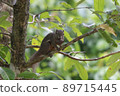 Singaporean animal banana squirrel 89715445
