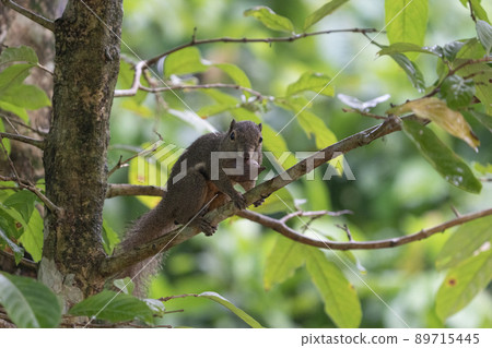 Singaporean animal banana squirrel 89715445