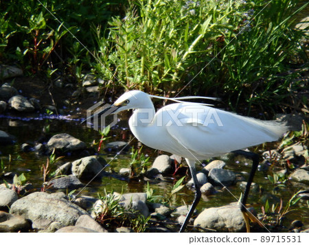 Little egret collecting food while fluttering its long crest 89715531